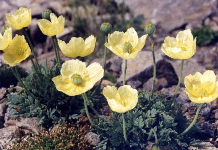 PAPAVER MIYABEANUM PACINO