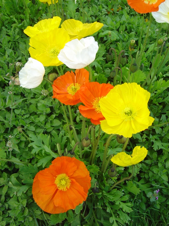PAPAVER NUDICAULE GARTENZWERG