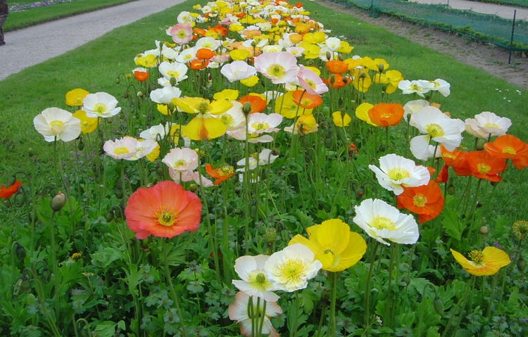 PAPAVER NUDICAULE GARTENZWERG