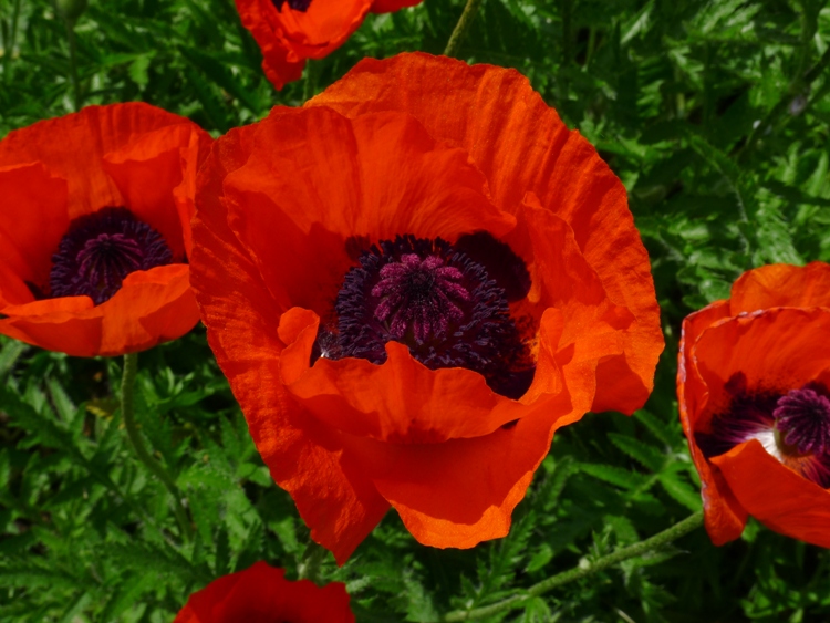 PAPAVER ORIENTALE ALLEGRO NANA