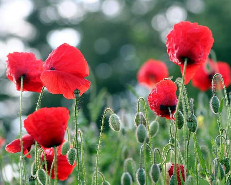 PAPAVER ORIENTALE ALLEGRO NANA