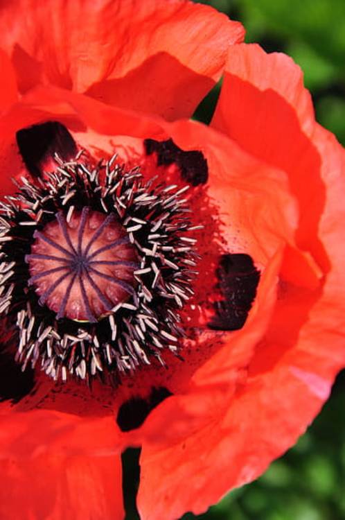 PAPAVER ORIENTALE BEAUTY OF LIVERMERE
