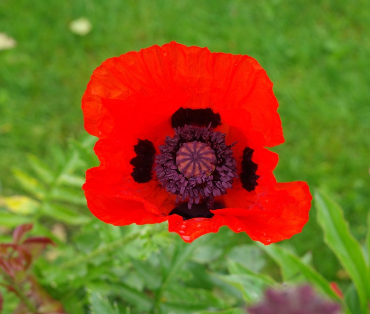 PAPAVER ORIENTALE BEAUTY OF LIVERMERE
