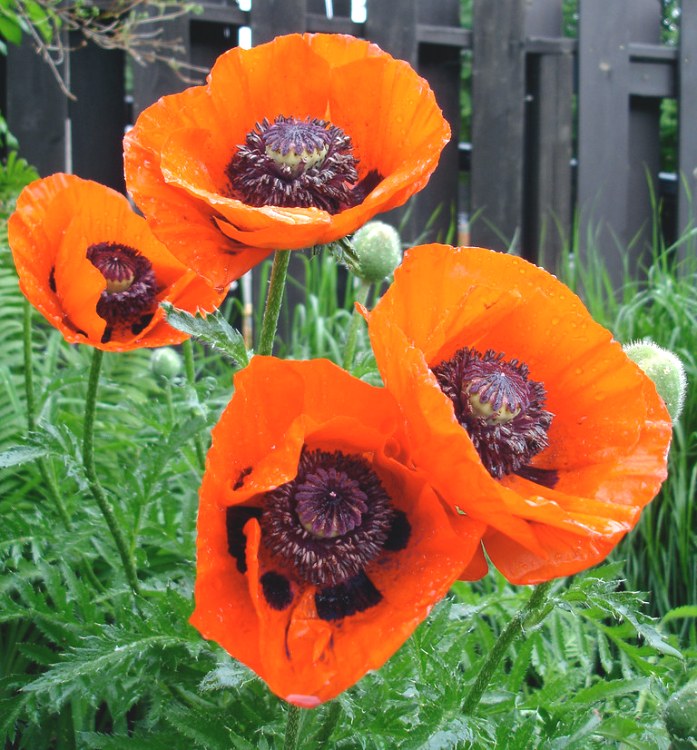 PAPAVER ORIENTALE BRILLANT
