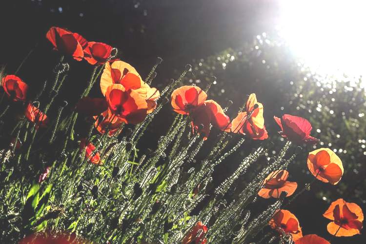 PAPAVER ORIENTALE BRILLANT