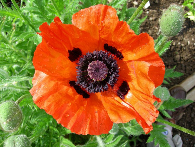 PAPAVER ORIENTALE BRILLANT