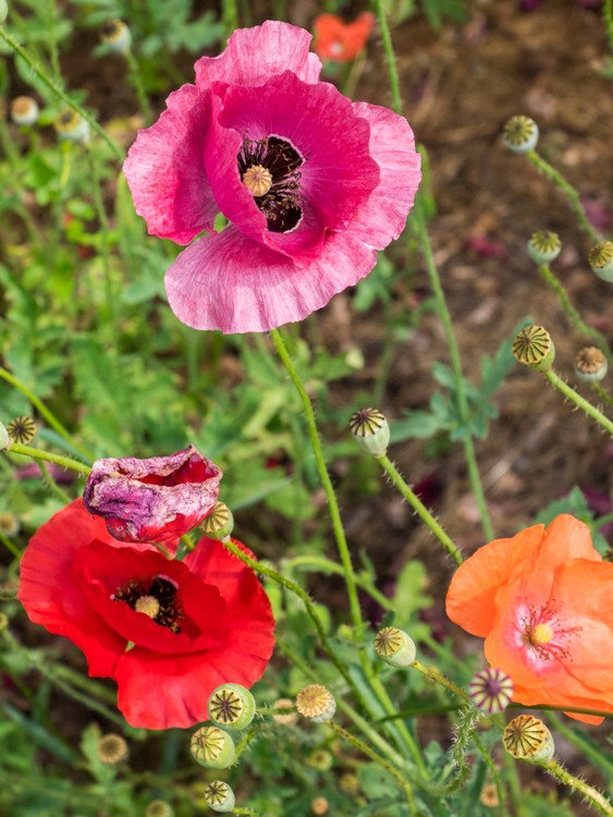 PAPAVER ORIENTALE PIZZICATO
