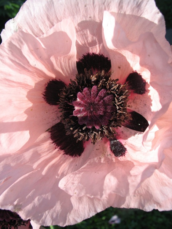 PAPAVER ORIENTALE VICTORIA LOUISE