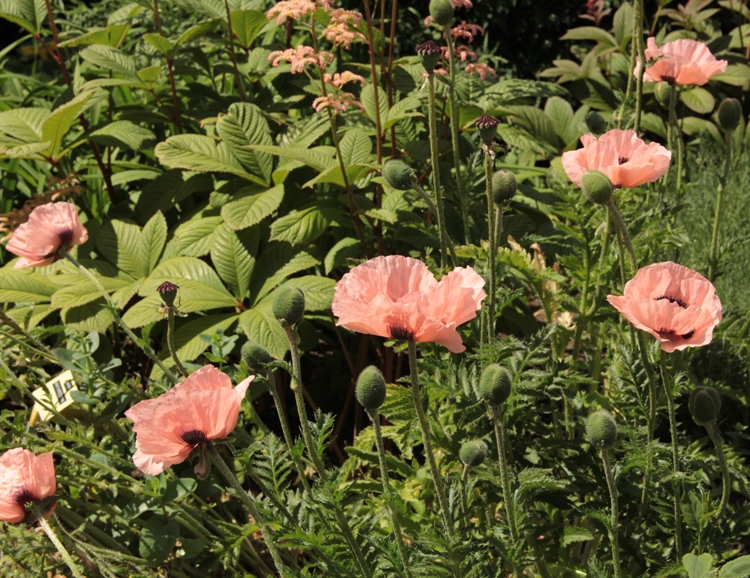 PAPAVER ORIENTALE VICTORIA LOUISE