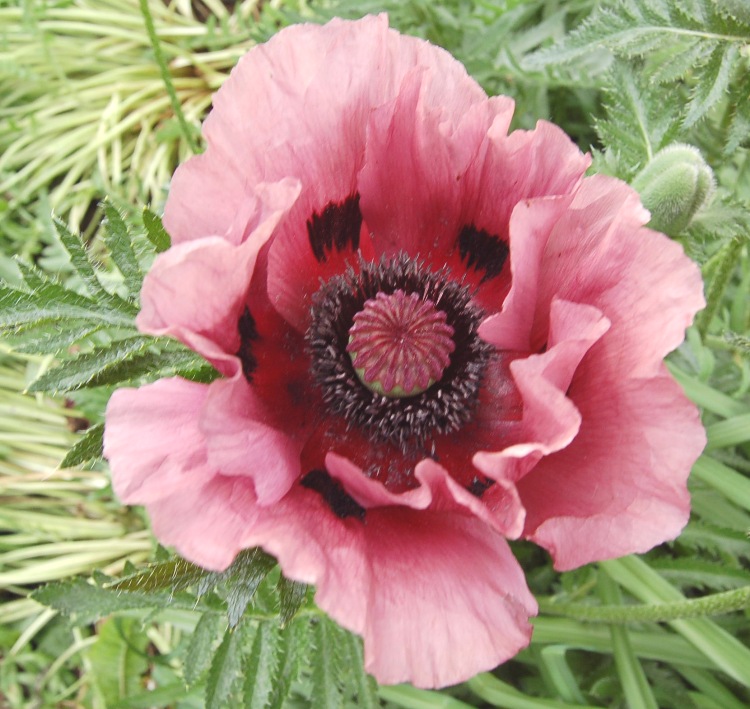 PAPAVER ORIENTALE VICTORIA LOUISE