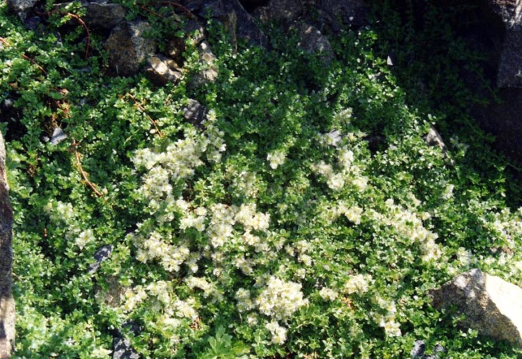 PARONYCHIA KAPELA SERPYLLIFOLIA