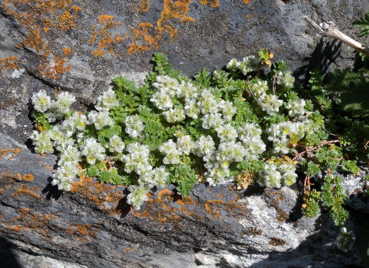 PARONYCHIA KAPELA SERPYLLIFOLIA