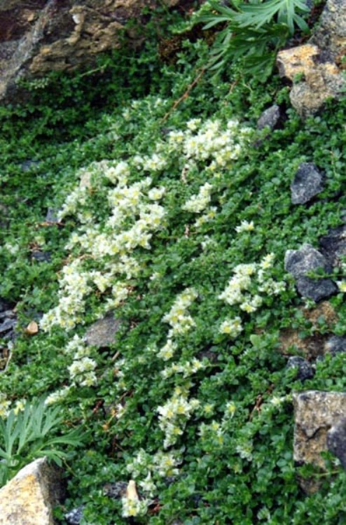 PARONYCHIA KAPELA SERPYLLIFOLIA