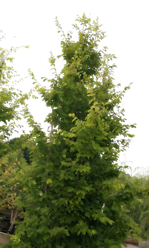 PARROTIA PERSICA VANESSA