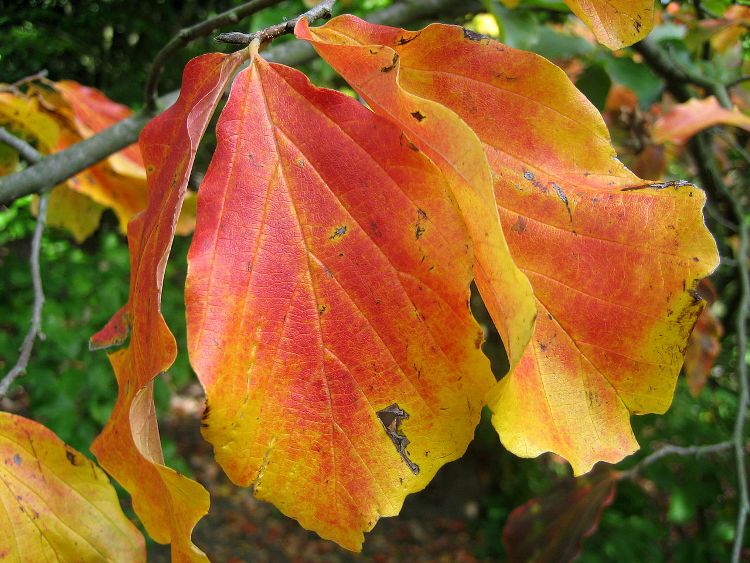 PARROTIA PERSICA VANESSA