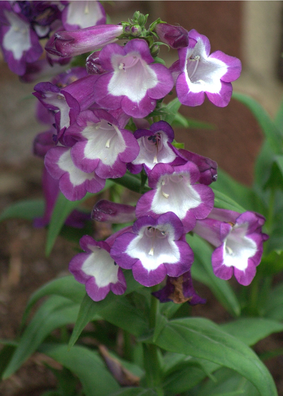 PENSTEMON HYBRIDUM PURPLE PASSION