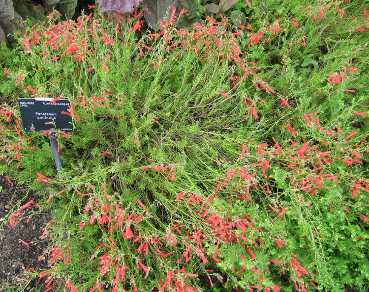 PENSTEMON PINIFOLIUS