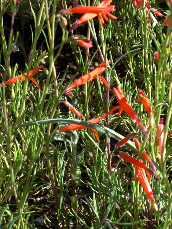 PENSTEMON PINIFOLIUS