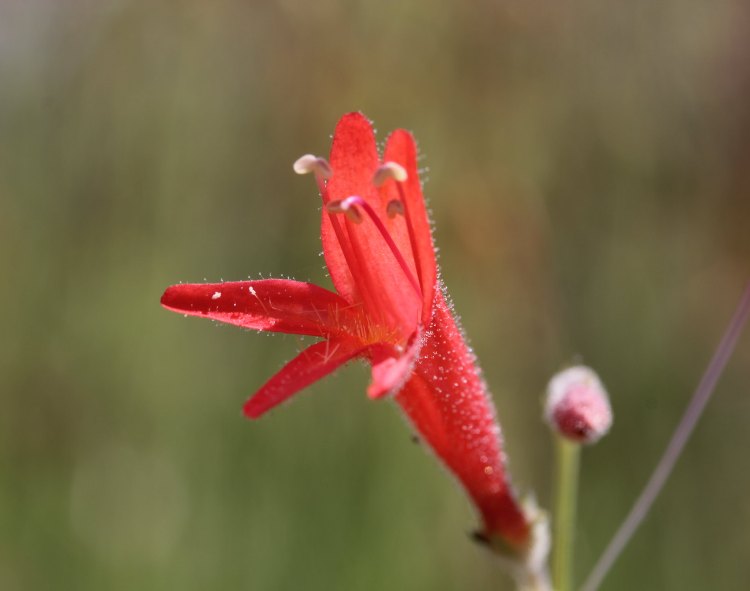 PENSTEMON PINIFOLIUS