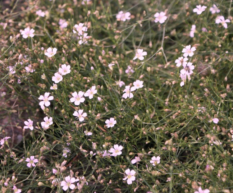 PETRORHAGIA SAXIFRAGA