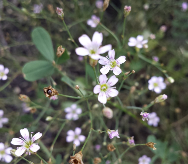 PETRORHAGIA SAXIFRAGA