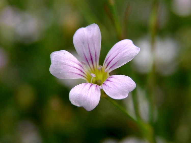 PETRORHAGIA SAXIFRAGA