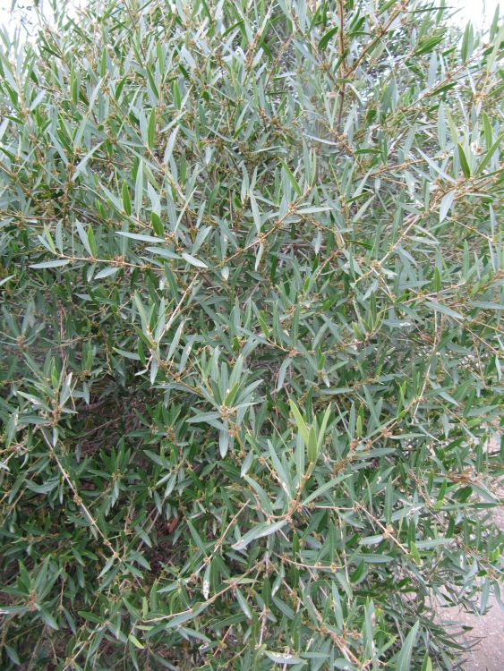 PHILLYREA ROSMARINIFOLIA