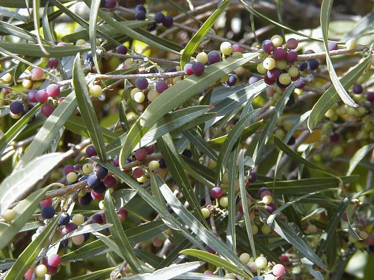 PHILLYREA ROSMARINIFOLIA