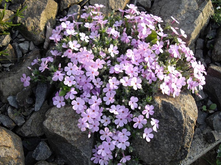 PHLOX DOUGLASII ROSE QUEEN