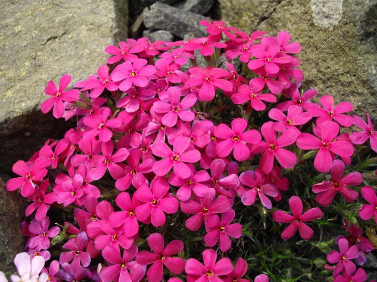 PHLOX DOUGLASII CRACKERJACK