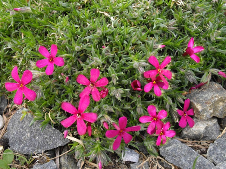 PHLOX DOUGLASII RED ADMIRAL