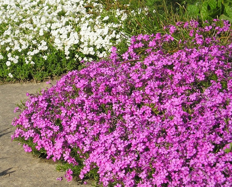 PHLOX DOUGLASII WATERLOO