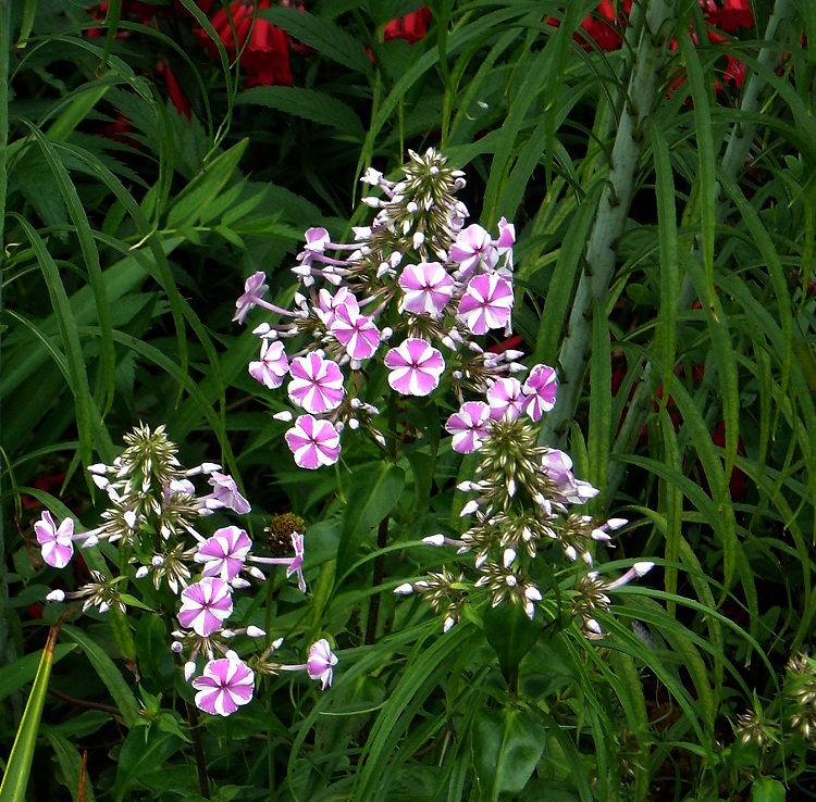 PHLOX MACULATA NATASCHA