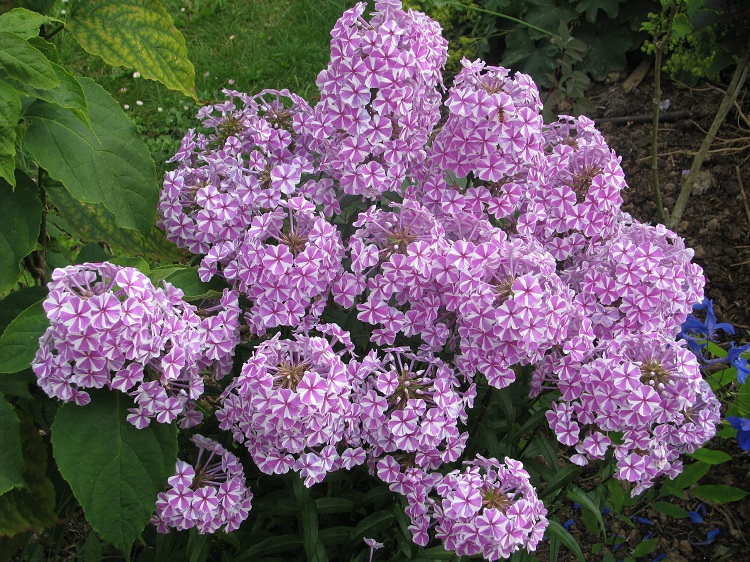 PHLOX MACULATA NATASCHA