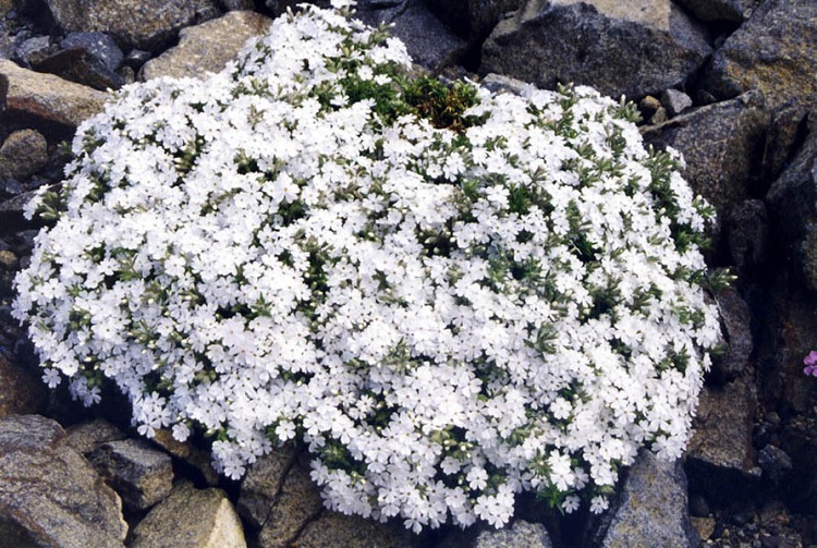 PHLOX NIVALIS NIVEA