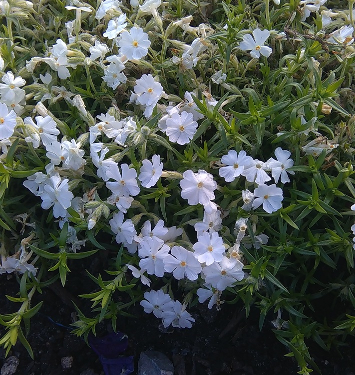 PHLOX NIVALIS NIVEA