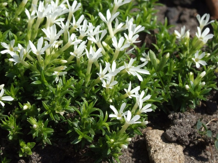 PHLOX NIVALIS NIVEA