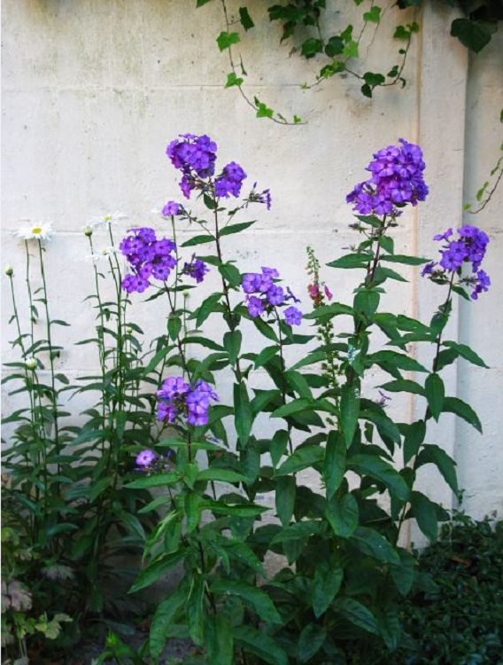 PHLOX PANICULATA BLUE PARADISE