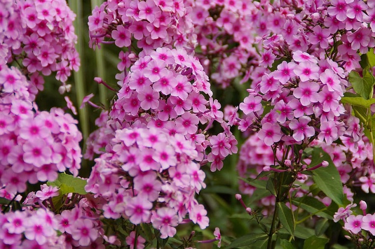 PHLOX PANICULATA BRIGHT EYES