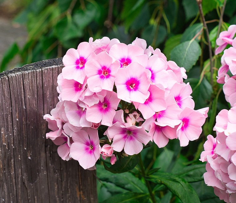 PHLOX PANICULATA BRIGHT EYES