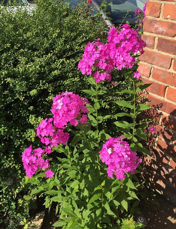 PHLOX PANICULATA DÜSTERLOHE