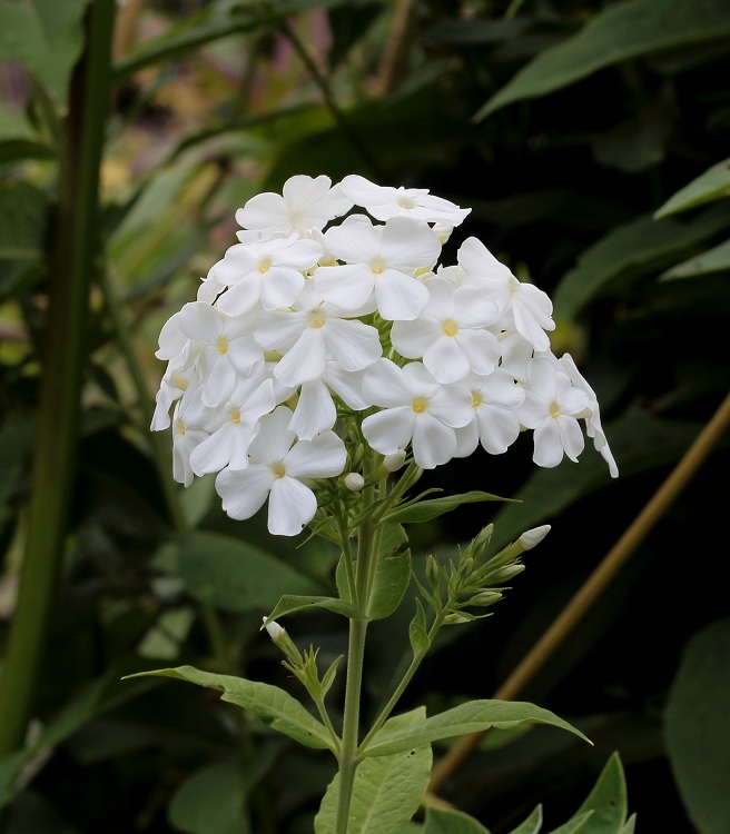 PHLOX PANICULATA FUJIYAMA