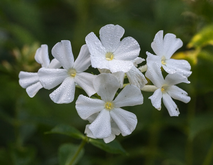 PHLOX PANICULATA FUJIYAMA