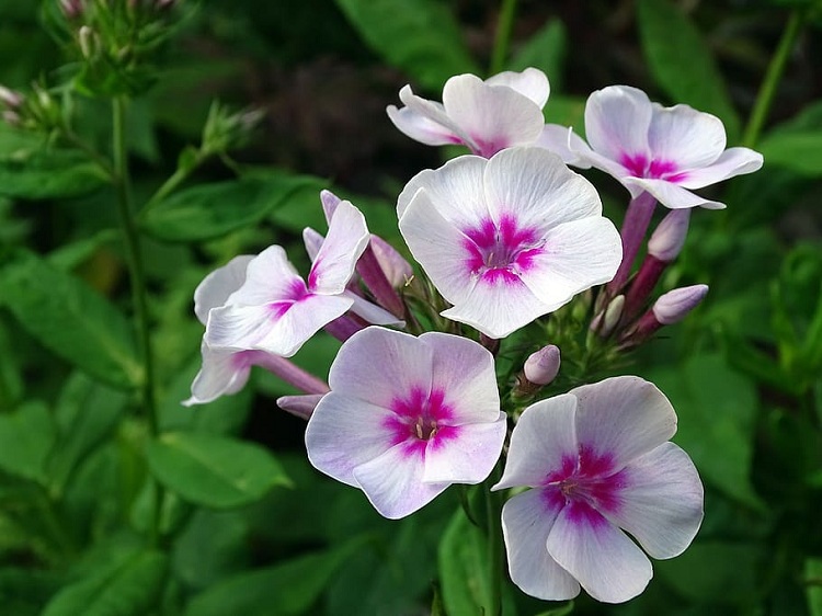 PHLOX PANICULATA KIRMESLÄNDLER