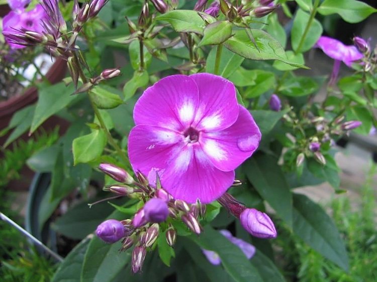 PHLOX PANICULATA LAURA