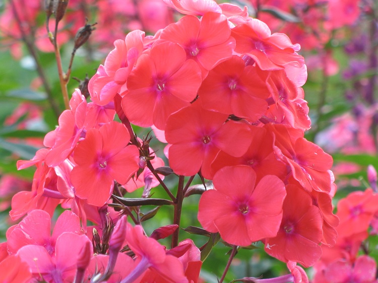 PHLOX PANICULATA ORANGE