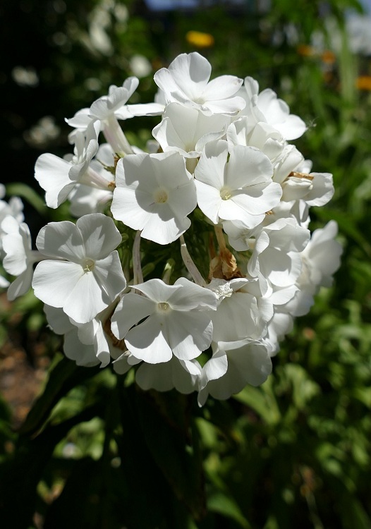 PHLOX PANICULATA PAX