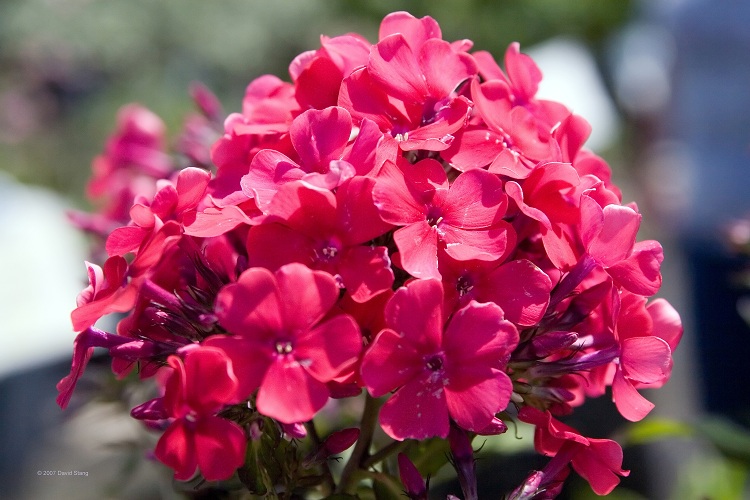 PHLOX PANICULATA STARFIRE