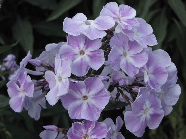 PHLOX PANICULATA STERNHIMMEL