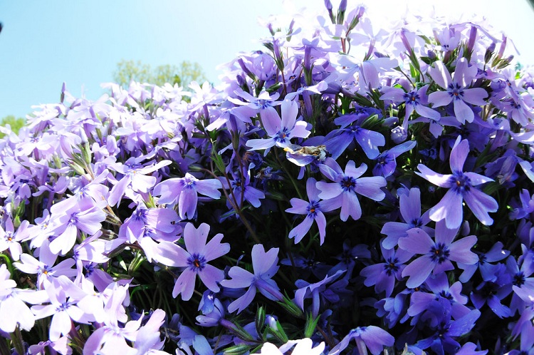 PHLOX SUBULATA G.F. WILSON